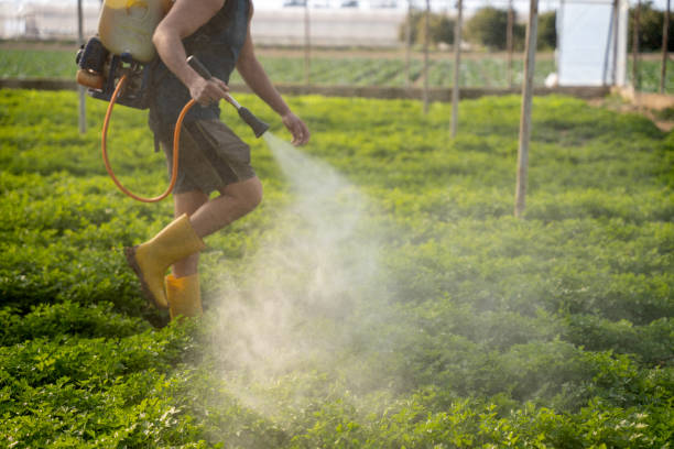 Best Ant Control Services  in Wurtland, KY