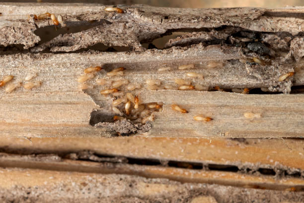 Best Best Pest Control Companies  in Wurtland, KY