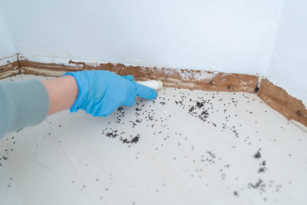Best Wasp Removal Services  in Wurtland, KY
